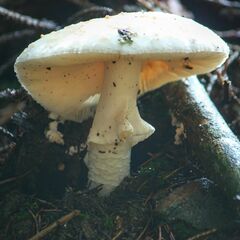 Amanita citrina