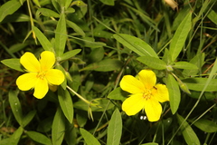 Ludwigia hexapetala
