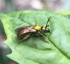 Augochlora pura