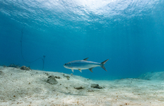 Megalops atlanticus