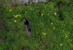 Oxalis pes-caprae