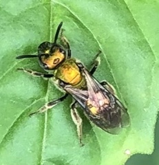Augochlora pura