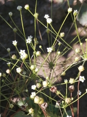 Androsace filiformis