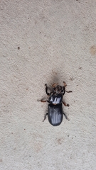 Odontotaenius disjunctus