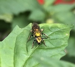 Augochlora pura