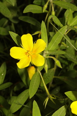 Ludwigia hexapetala