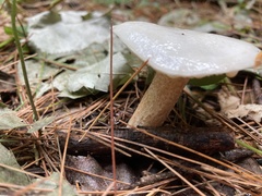 Suillus placidus