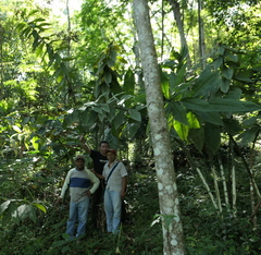 Costus laevis