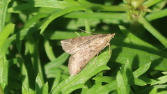 Achyra rantalis