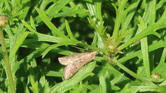 Achyra rantalis