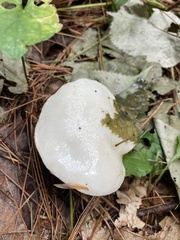 Suillus placidus