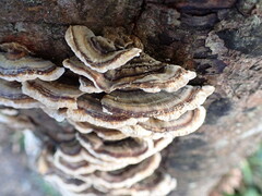 Trametes versicolor
