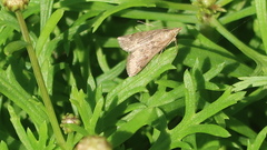 Achyra rantalis