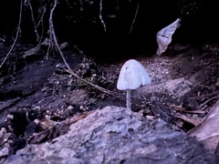 Coprinellus flocculosus
