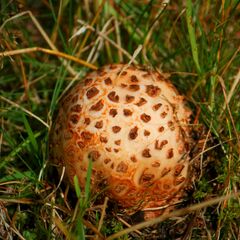 Amanita rubescens