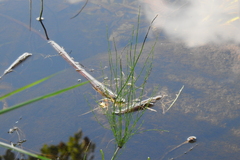 Equisetum fluviatile