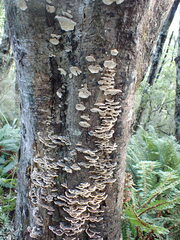 Trametes versicolor