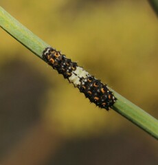 Papilio machaon