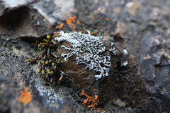 Phaeophyscia