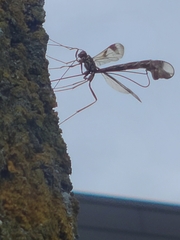 Megarhyssa macrurus macrurus