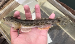 Acanthogobius flavimanus