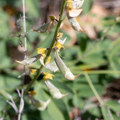 Crotalaria dissitiflora