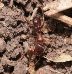 Tetramorium caespitum
