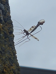 Megarhyssa macrurus macrurus