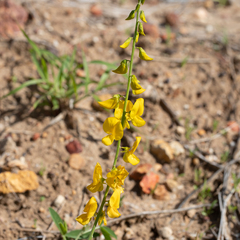 Crotalaria dissitiflora