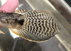 Acanthogobius flavimanus