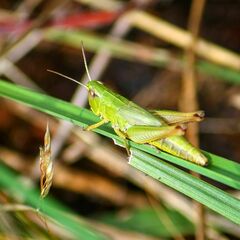 Pseudochorthippus parallelus