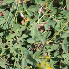 Crotalaria dissitiflora