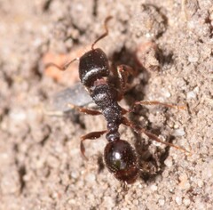 Tetramorium caespitum
