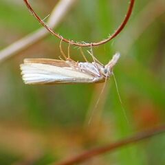 Agriphila straminella