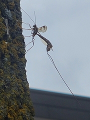Megarhyssa macrurus macrurus