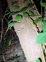 Diploderma swinhonis