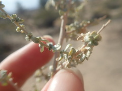 Atriplex polycarpa