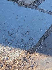 Tetramorium immigrans