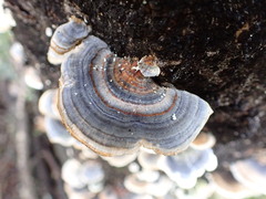 Trametes versicolor