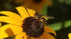 Eristalis transversa