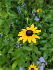 Rudbeckia fulgida