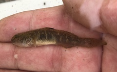 Gillichthys mirabilis