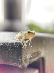 Hyla japonica