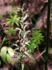 Dactylorhiza fuchsii