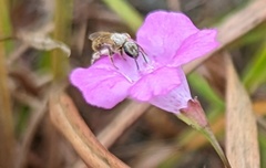 Lasioglossum pilosum