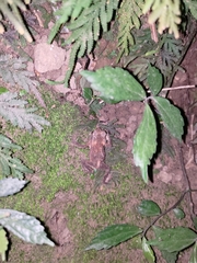 Bufo bankorensis