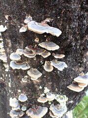 Trametes versicolor