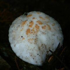 Amanita citrina
