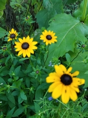 Rudbeckia fulgida