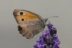 Hyponephele lycaon